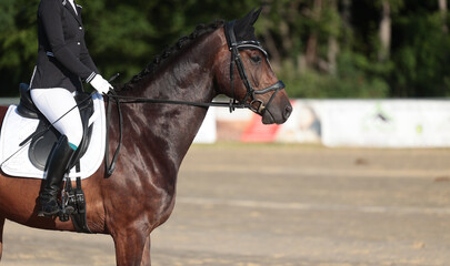 Dressage horse in portraits from the side with a rider in the section..