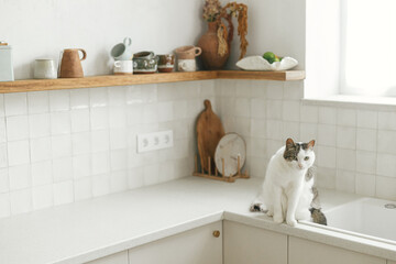 Cute cat sitting on granite countertop at sink on background of modern white kitchen with brass details in new scandinavian house. Pet and stylish kitchen interior. Minimal kitchen design