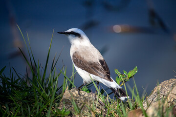Lavadeira-mascarada (Fluvicola nengeta)