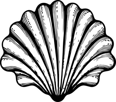 Illustration of sea shell in engraving style.