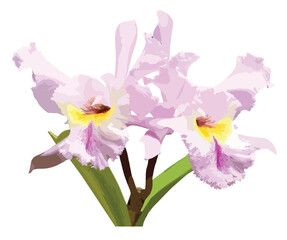 Pink Orchid flower, clip art, vector