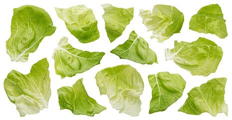 Chopped Iceberg lettuce leaves isolated on white background - obrazy, fototapety, plakaty