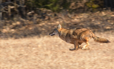 Coyote running at full speed across a dry grassy field in late fall