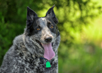 Black and white Texas Heeler dog looking at the viewer, with deep spring green background