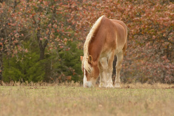 Obraz na płótnie Canvas Belgian draft horse nibbling on grass in fall pasture, with trees in autumn colors behind him