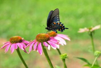 Obraz premium Pipevine Swallowtail butterfly feeding on a Purple Coneflowers in spring