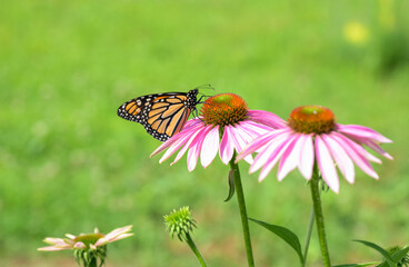 Monarch butterfly feeding on a Purple Coneflower against green spring background, with copy space and room for cropping for different compositions
