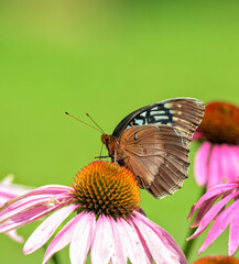 Ventral view of a rare female Diana Fritillary feeding on a Purple Coneflower in early summer