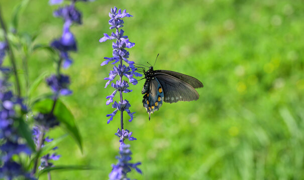 Pipevine Swallowtail butterfly feeding on a purple Salvia flowers with green spring background