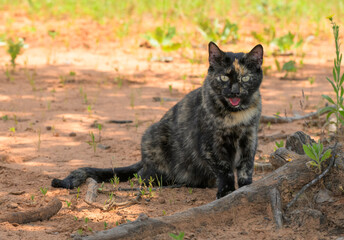 Beautiful tortoiseshell cat sitting in the shade under a tree on a hot summer day, panting