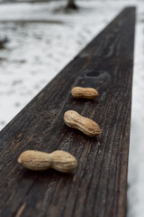 There are three losses on a wooden railing of a small wooden bridge on a hiking trail in the vicinity of the Bavarian city of Füssen in winter with snow