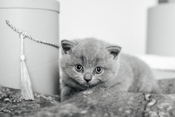 portrait of a little kitten, black and white photography