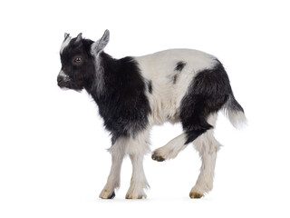 Adorable black and white baby goat, standing side ways and itchinng belly with hind leg. Looking away from camera. Isolated on a white background.