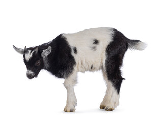 Adorable black and white baby goat, standing side ways. Looking downwards. Isolated on a white background.
