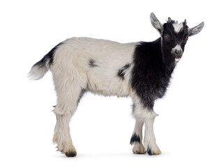 Adorable black and white baby goat, standing side ways. Head turned and looking towards camera. Isolated on a white background.