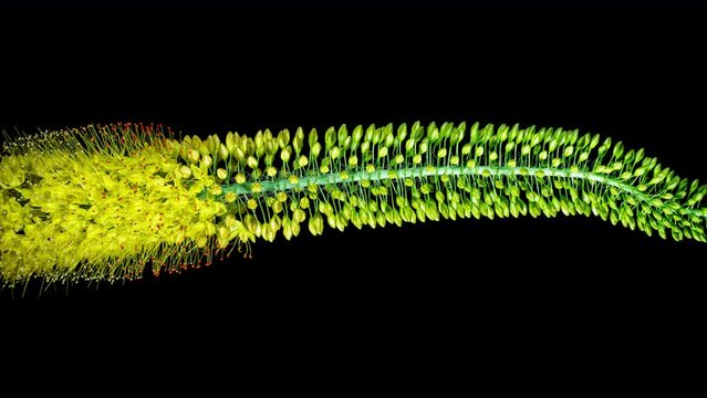 Yellow Flower Eremurus Blooming in Time Lapse on a Black Background. Bright Flowers Foxtail Lily or Eremurus Stenophyllus Opens Bud and Starts Wilting After Faded. Vertical Video