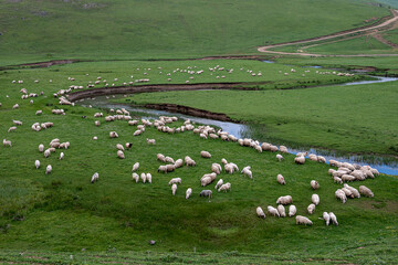 sheep in the field