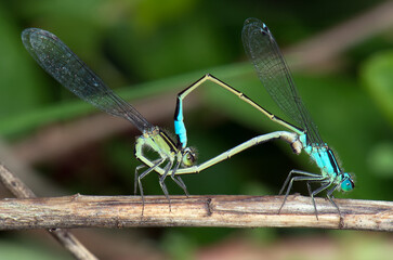 blue dragon fly