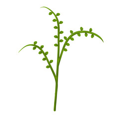 illustration set, icon set of green grass and leaves, banana leaves, shrubs, grape leaves, palm leaves, vines, ferns