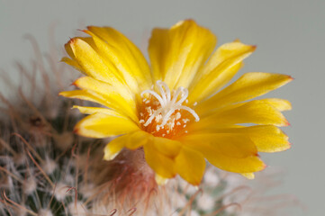 Flowering cactus Parodia , closeup, local focus