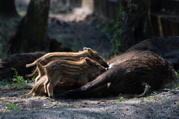 wild boars feeding