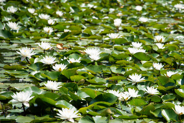 water lilies
