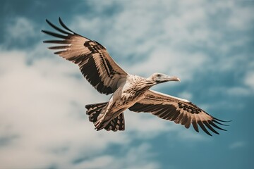 Obraz premium An eagle flying in search of prey