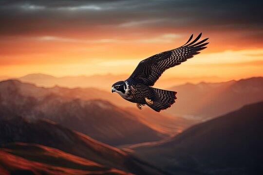 An eagle flying in search of prey