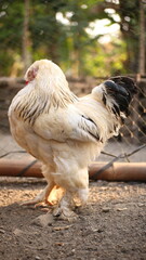 A white Brahma chicken being released outside the cage