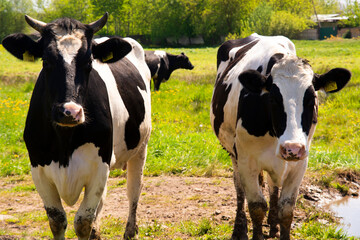 Black and white cattle cows grazing on farmland.