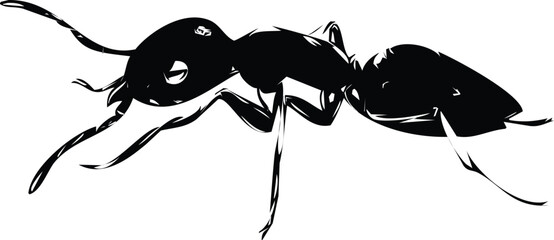 odorous ant