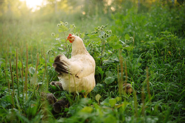 Beautiful Hen Enjoying the Sunset in Green Grass