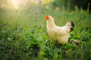 White Hen and Her Curious Chicks in a Majestic Sunset Pasture
