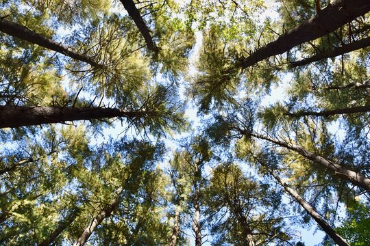 pine trees in the forest looking up to the sky scenery