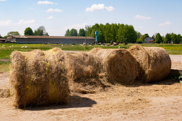 Haystack, a bale of hay group. Agriculture farm and farming symbol of harvest time with dry hay, hay pile of dried grass hay straw.