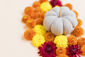 Knit pumpkin and orange chrysanthemums