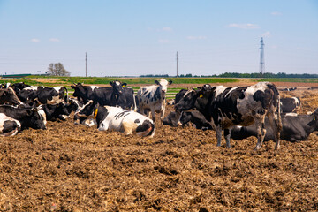 Black and white cattle cows grazing on farmland.