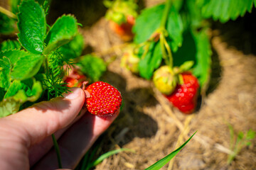 A hand holds a red ripe strawberry close-up against the backdrop of a vegetable garden