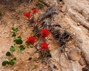 Castilleja angustifolia wildflower, also known as northwestern Indian paintbrush and desert Indian paintbrush during spring in Utah. Selective focus, background blur and foreground blur.
