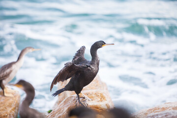 Fototapeta na wymiar Cormorant European on the Mediterranean Sea