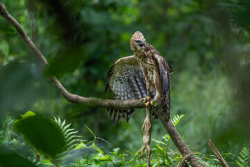 A light morph changeable hawk eagle nisaetus cirrhatus, natural bokeh background 