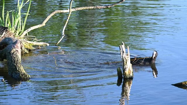 Male coot gathering material building up the nest