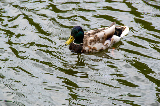 Image of an animal a wild drake and a duck sail on a pond. High quality photo