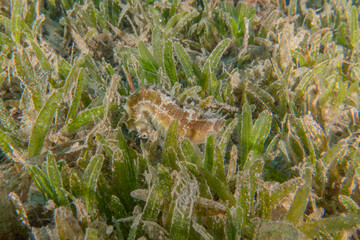 Hippocampus Sea ​​horse in the Red Sea Colorful and beautiful, Eilat Israel
