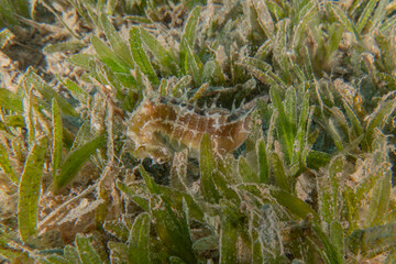 Hippocampus Sea ​​horse in the Red Sea Colorful and beautiful, Eilat Israel
