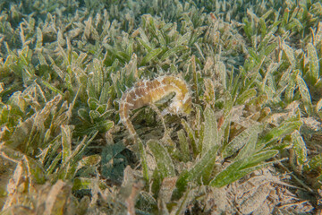 Hippocampus Sea ​​horse in the Red Sea Colorful and beautiful, Eilat Israel
