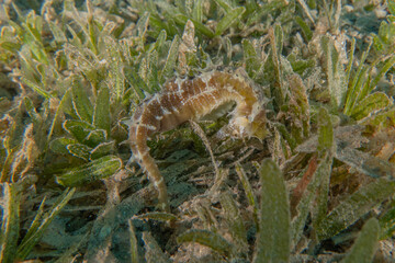 Hippocampus Sea ​​horse in the Red Sea Colorful and beautiful, Eilat Israel
