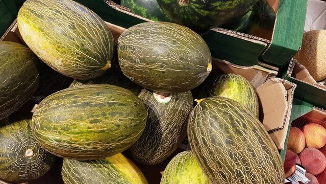 Fresh organic melons on display in the store
