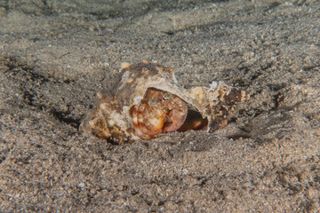 Crab in the Red Sea Colorful and beautiful, Eilat Israel