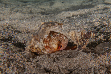 Crab in the Red Sea Colorful and beautiful, Eilat Israel